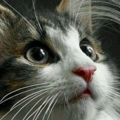 Alexa33370781's profile picture. I love cats, dogs, foxes, squirrels. I love nature. I love the truth and the natural beauty. ✝ Low tolerance for nonsense.