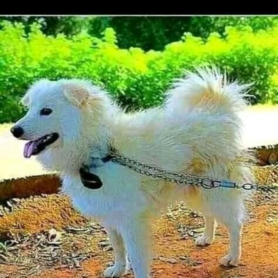 RonnieMas1's profile picture. This world is so small Tenda mema nenda zako.