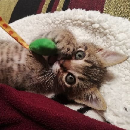 Crispinainteri1's profile picture. Maestra de la #Escuelapública. 
Feminista.
Defensora de los servicios públicos. 
Miembro de ADIMA.