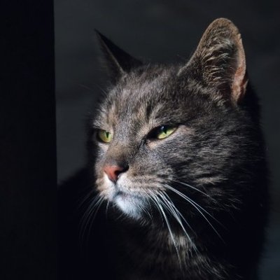 FlyingSancho's profile picture. YT: FlyingSancho
Pets and Food.