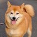 柴犬さくらともも🌸🍑 (@6l1pdx8nutkzjie) Twitter profile photo 柴犬さくらともも🌸🍑 (@6l1pdx8nutkzjie) Twitter profile photo
