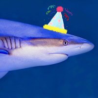 The Friendly Shark(@FriendlySharky) 's Twitter Profile Photo