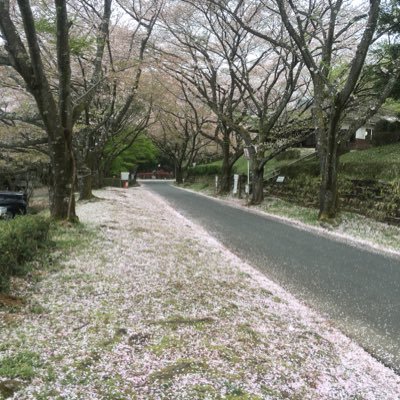 lalasun14106's profile picture. 生きる