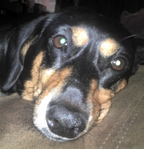 RLShack's profile picture. 