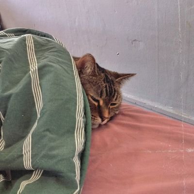 icunninghamii's profile picture. ⛸ слежу за фигурой, чутка gi, another on mute