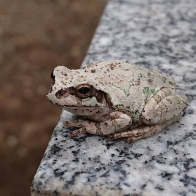 サボテン・多肉植物好き🔰🔰 植物を愛でるだけのアカウントです 無言フォローすみません 皆様の美しいサボテン多肉を見させてください アカウント名は飼い猫の名前です