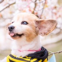 ひめたそ 17歳ミックス犬 (@hime1207taso) 's Twitter Profile Photo ひめたそ 17歳ミックス犬 (@hime1207taso) 's Twitter Profile Photo