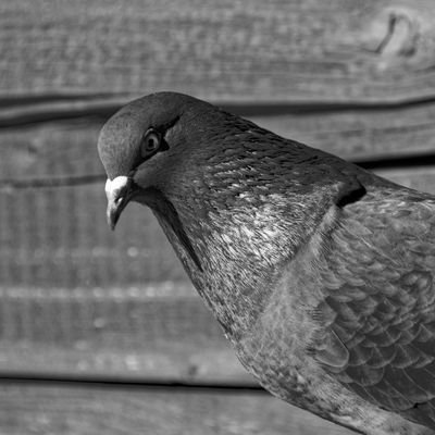 human. not actually a pigeon.