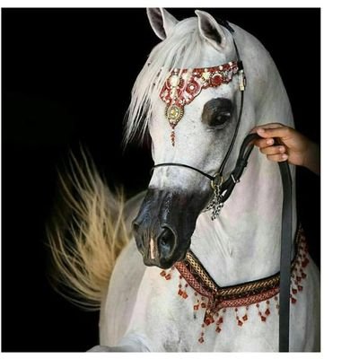 للخيل عز وراعي الخيل خيال 
يا سعد منهو في حياته قناها