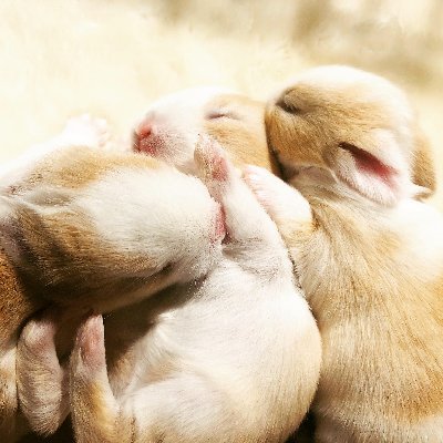 毎日寝不足な気がする…(7時間睡眠) 友達学年学部問わず募集中!!DMくださぁぁぁぁい!! 趣味はアニメ・執筆・イラストです( -∀-)