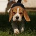 BeagleKate17 (@beaglekate17) Twitter profile photo BeagleKate17 (@beaglekate17) Twitter profile photo