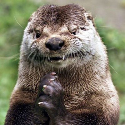 otter_evil Profile Picture