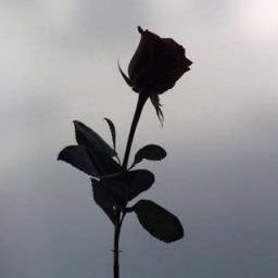 UzairMughal18's profile picture. 