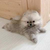 Ivy Hong (@hone_ivy) 's Twitter Profile Photo