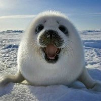 4C6E (@elllllline) 's Twitter Profile
