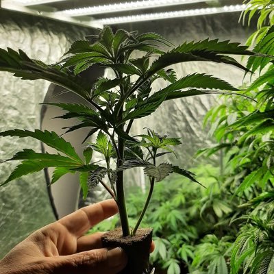 Hard working cannabis growers of New York State