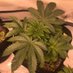 Hudson Valley NY Cannabis Growers (@hudsongrowers) Twitter profile photo Hudson Valley NY Cannabis Growers (@hudsongrowers) Twitter profile photo