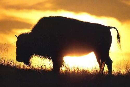 Bison Ranch - Wholesale & Retail Bison Meat Sales
Located in S.E. Georgia
YES, we sell our products direct to the public.     
http://t.co/NH2oDO5qPC