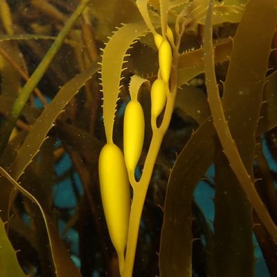 Photography, ocean and conservancy.
We are an underwater photography project working to protect marine wildlife inhabiting subtidal kelp forests.