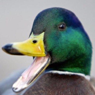 DuckNoNumber Profile Picture