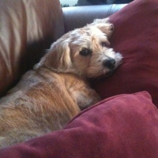 dskjaveland's profile picture. 