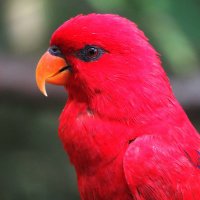 Lorito Rojo (@rojo_lorito) 's Twitter Profile