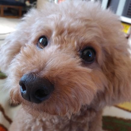 vvvvvvwwww1's profile picture. 2020/12月直腸がん手術　排便障害アカウントです　#原発性胆汁性胆管炎 でもありんす
最近は割りと調子良いですが気を抜くと漏らしそうになりますね　