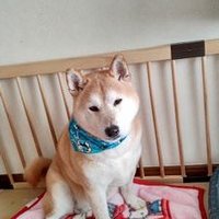 ルーミー314柴犬🌈＆Mix犬🌈(@IcO3cHiWrSjE4TR) 's Twitter Profile Photo