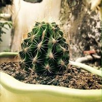 Lincoln Emmet ❤️ Memecoin (@lincolnemmet) 's Twitter Profile