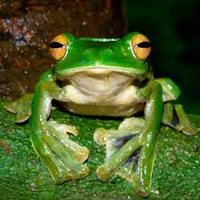 Froggy Kokak (@froggykokak) 's Twitter Profile Photo Froggy Kokak (@froggykokak) 's Twitter Profile Photo