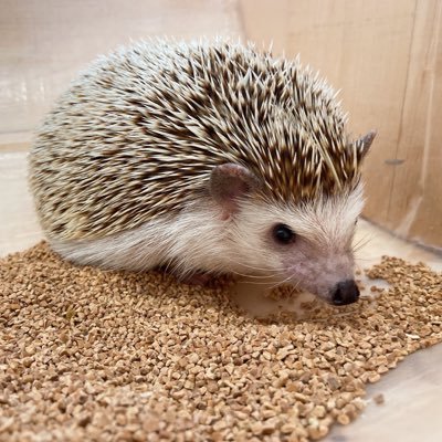 hnme_02's profile picture. 大学2年生₍ᐢ.ˬ.ᐢ₎