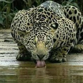 LUCASBR3000's profile picture. Brasileiro, Nordestino, Conservador, Tio do Churrasco, Marido da Tia do Zap, Eng Civil, criador de gato, cachorro, periquito, Rubro-Negro e Anti-Comunista!!!