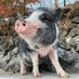 小諸市動物園【公式】 (@komorozoo) Twitter profile photo 小諸市動物園【公式】 (@komorozoo) Twitter profile photo