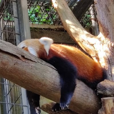 ゆきだま。さんのプロフィール画像