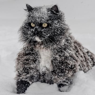 a1opendir's profile picture. alerts of phishing / fraudwatch / opendir