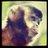 filipote's profile image