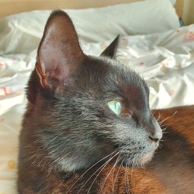 아킹さんのプロフィール画像