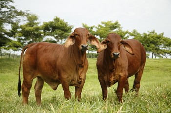 MyFinca's profile picture. Somos especialistas en administración de fincas agropecuarias, de turismo y cualquier tipo de predio rural. Además administramos inversiones en ganadería.