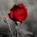 EnasDardas (@enas_dardas) Twitter profile photo EnasDardas (@enas_dardas) Twitter profile photo