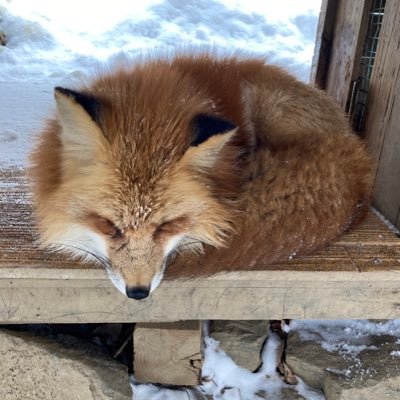 nimbyz's profile picture. 