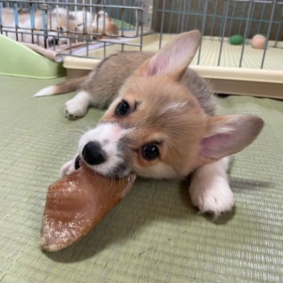 名前はメイジーちゃん🌼 2月3日生まれのしっぽコーギーの女の子。クリススタイル犬舎🦊以前はシバーギー(柴犬×コーギー)とビーグル飼い。
