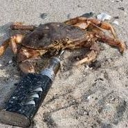 pepek355's profile picture. może kiedyś