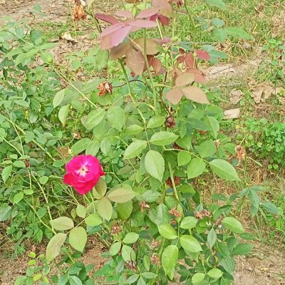 Anirudh23671077's profile picture. Nature photography