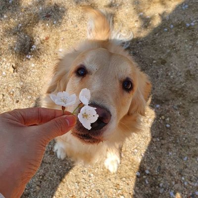 凌澜on Twitter 不得了の帅 Rin日常 Rin酱小回忆 Rin酱日本之旅 奈良県奈良市 Nara City T Co Egfvemvial 凌澜on Twitter 不得了の帅 Rin日常 Rin酱小回忆 Rin酱日本之旅 奈良県奈良市 Nara City T Co Egfvemvial