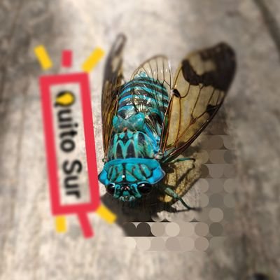 HansMeise1's profile picture. Pelólogo.