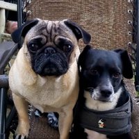 Ginger (@ginger_frees) 's Twitter Profile