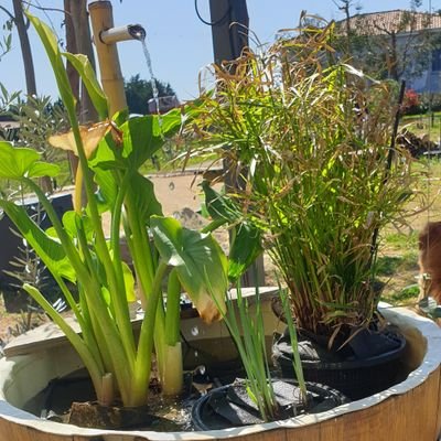 Nuno91354743's profile picture. 