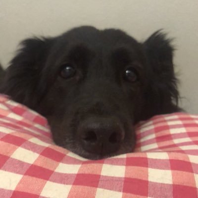 NiobeNikolaidou's profile picture. Writer by birth, overthinker, lover of all things fun and English, trying to practice the art of irony,