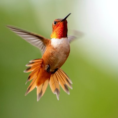 SukiFox2's profile picture. Like to hike, bike, camping and baking.  Reading history books.