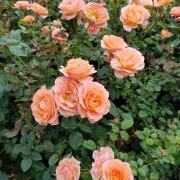 Rachel Volberg (@rachelvolberg) 's Twitter Profile